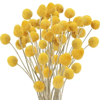 40Pcs Naravno Sušenega Cvetja Craspedia Billy Kroglice Cvetje Billy Gumbi Cvetlični Šopek za Poroko Ureditev Doma Vaza Dekor