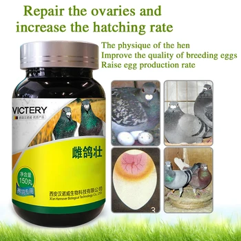 Golob močno zdravstveno nego izboljšamo postavo in jajca stopnja kokoši in izboljšanje kakovosti plemenskih jajca