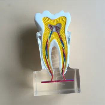 Zobni Anatomski Molarno Model 2018 molarno notranjo strukturo z živci in žile